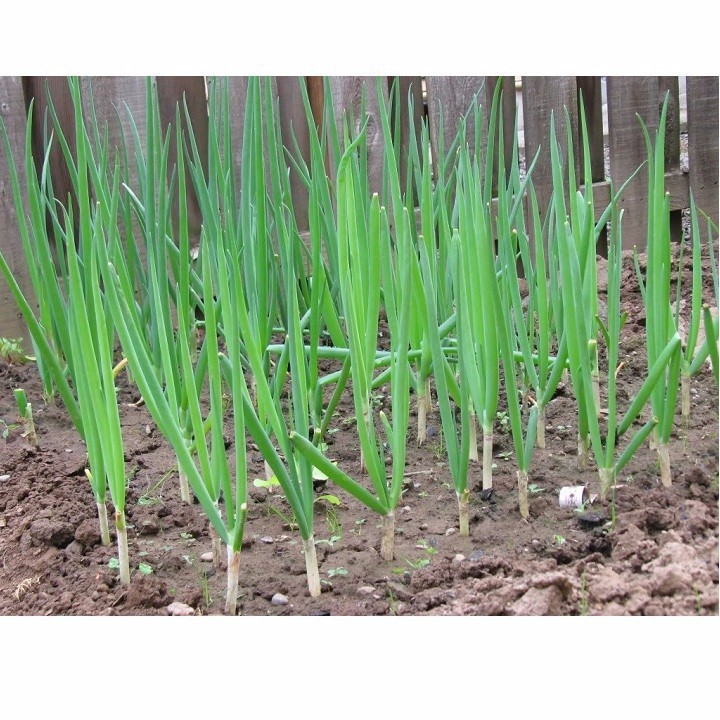 Hạt Giống Hành Lá Gốc Trắng PN-02 Phú Nông - 2g