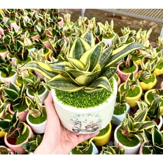 Cây Lưỡi Hổ Thái, Cây Lưỡi Hổ Vàng