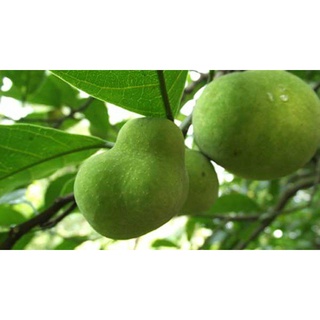 COMBO 2 CÂY CHAY LÕI ĐỎ CÂY GIỐNG