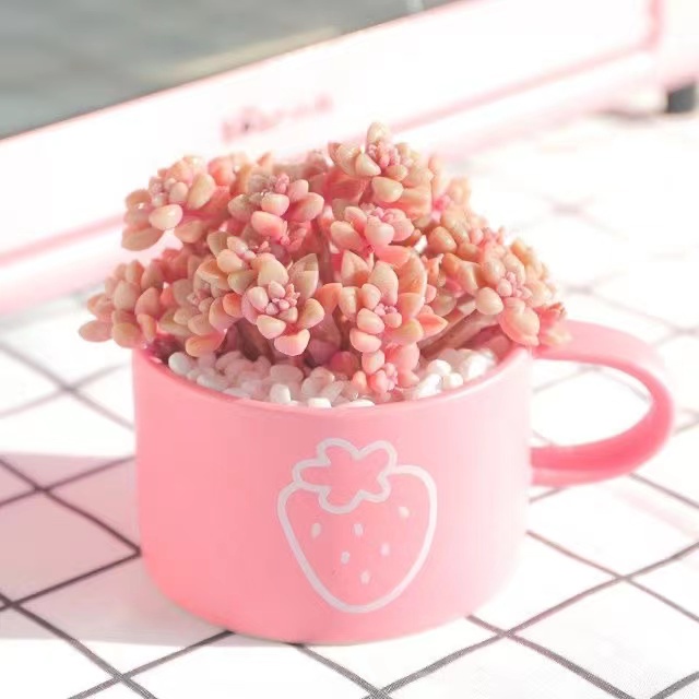 50 Giống quý hiếm Hạt sen đá mọng nước Quả bóng Lá đào Trứng phô mai 50h