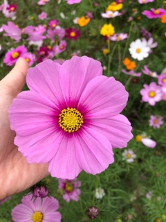 Hạt Giống Hoa Sao Nhái Ngũ Sắc 50g - Hoa Dễ Trồng, Dễ Chăm Sóc