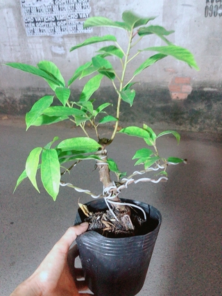 Cây Sung Bonsai