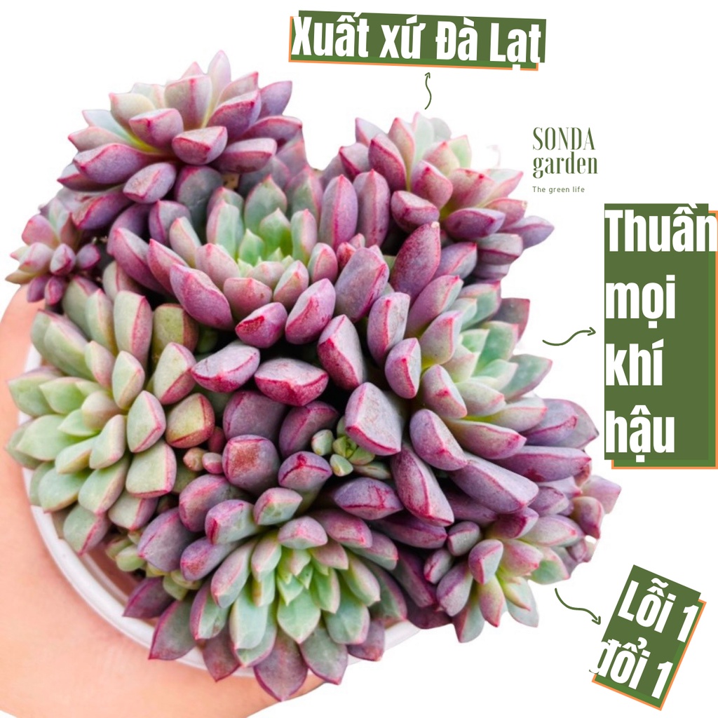 Sen đá kim cương tím SONDA GARDEN size trung bình 10-12cm, xuất xứ Đà Lạt, khoẻ đẹp, lỗi 1 đổi 1