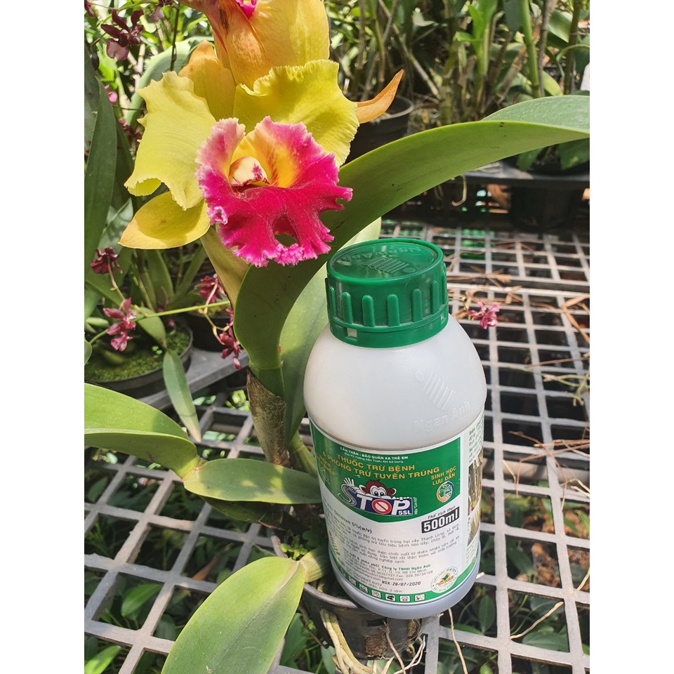 Thuốc Trị Tuyến trùng rễ Sinh học – Stop 5sl 100ml (Msp173331) - Mai Huy