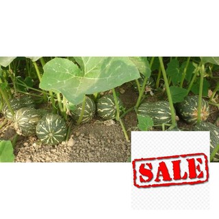 Gói 20 hạt giống bí siêu quả sale