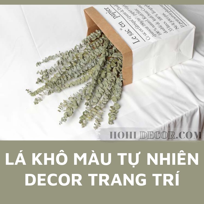 Cành Lá Bạch Đàn (Khuynh Diệp) Khô Trang Trí Chụp Ảnh Sản Phẩm, Decor Bàn Học