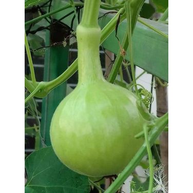 HẠT GIỐNG BẦU HƯƠNG PATAYA THÁI LAN - 15H