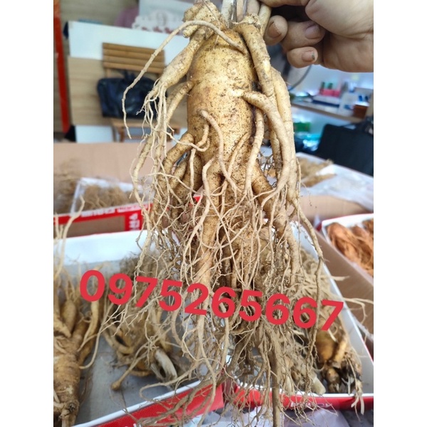 SÂM TƯƠI HÀN QUỐC HÀNG HIẾM 2 CỦ VÀ 3 CỦ/1kg
