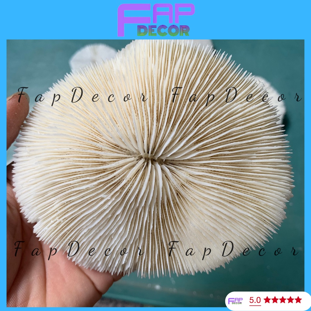 SAN HÔ BIỂN THIÊN NHIÊN PHONG THỦY HÌNH DÙ SIÊU ĐẸP TRANG TRÍ BỂ CÁ TIỂU CẢNH THỦY SINH - FAPDECOR