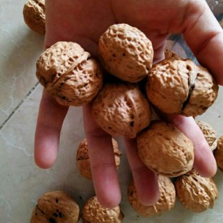 Sỉ giá gốc quả óc chó 500g - 1kg