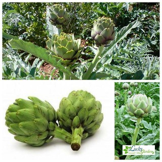 4 Hạt giống Atiso xanh (tặng gói Kích nẩy mầm và Hướng dẫn) XTRA