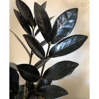 ( Free Ship ) Kim Tiền Đen siêu hiếm - (Zamioculcas Zamiifolia “RAVEN”)