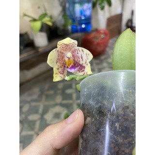 Hồ điệp vân thơm cây đang ngồng hoa
