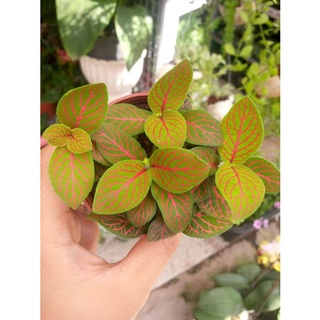 Cây cẩm nhung lá cỏ may mắn màu đỏ