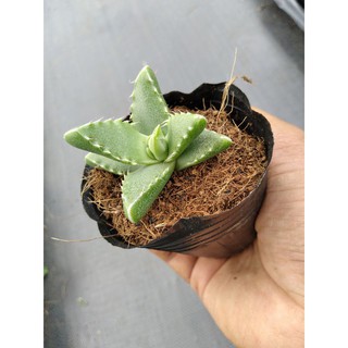 Sen hàm cá xấu