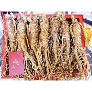 mila Nhân sâm tươi Hàn Quốc Thượng Phẩm loại 7 củ - 1kg