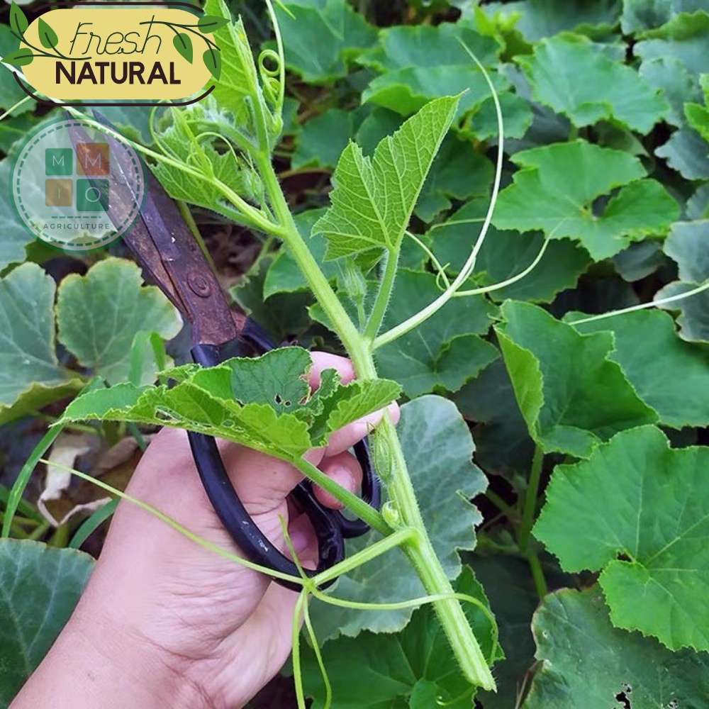 Hạt giống bí siêu ngọn Đài Loan, giòn ngọt giàu dinh dưỡng