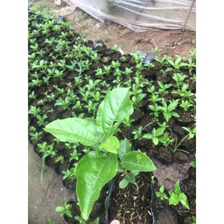 2 Cây giống chanh leo ngọt