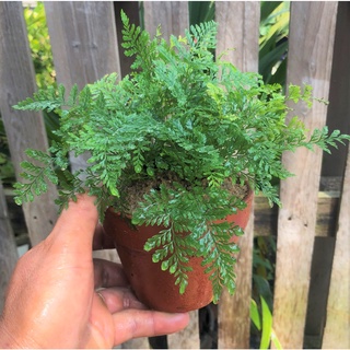 Chậu đất nung cây dương xỉ  Pháp