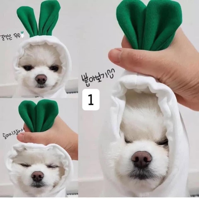 Áo thú cưng