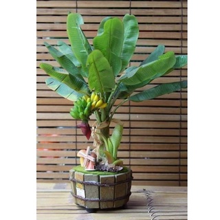 Chuối Cảnh Mini Siêu Quả Dáng Đẹp Dễ Trồng Sinh Trưởng Nhanh Tán Gọn Phù Hợp Cho Trang Trí Tiểu Cảnh