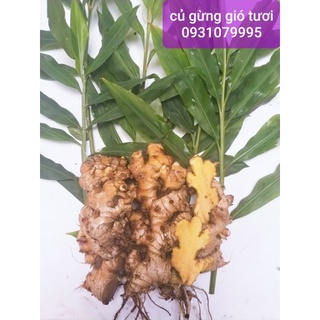 củ gừng gió tươi 1kg
