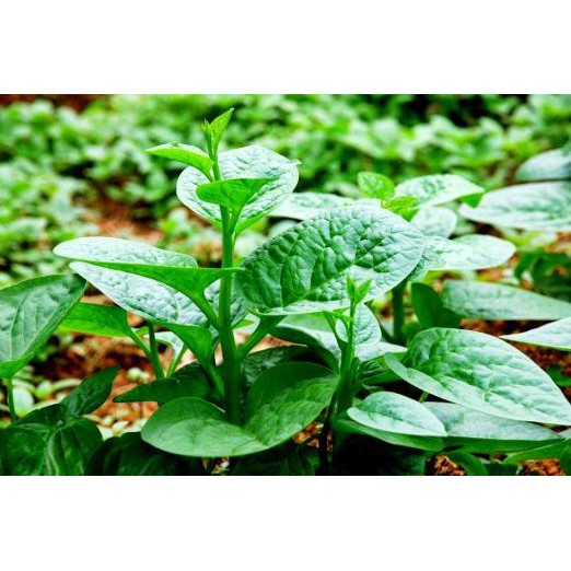 Hạt giống mồng tơi lá to gói 20g