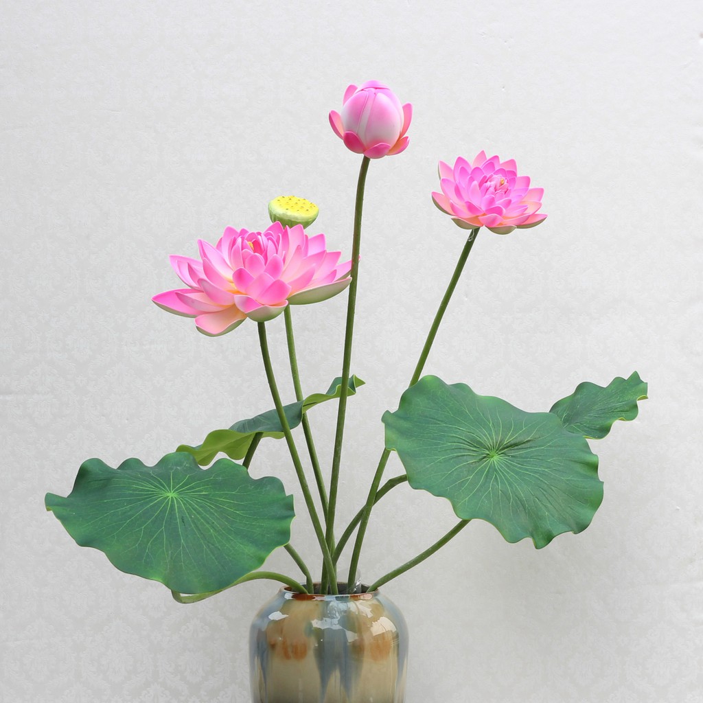 Nhành hoa sen lớn hơn 1m