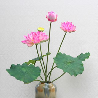 Nhành hoa sen lớn hơn 1m