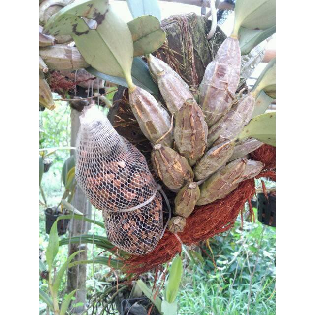 Phân Hữu Cơ Khoáng Đầu Trâu Flower Bio - Chuyên Hoa Lan, Cây Cảnh- Dinh Dưỡng Phân Giái Chậm