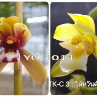 Lan kiếm mix màu