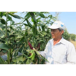 HẠT GIỐNG BẮP TÍM BẮP NỮ HOÀNG