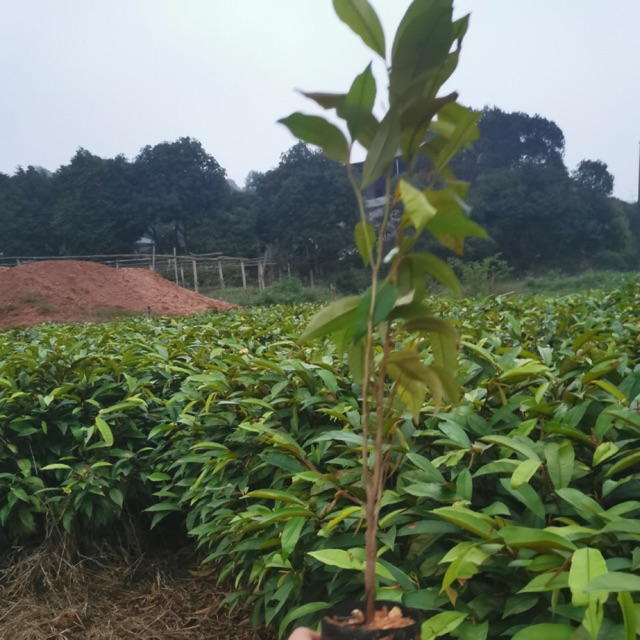 Cây Vú sữa