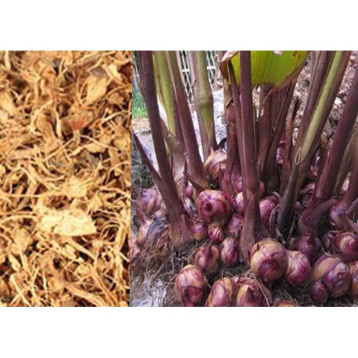 1kg Cây Dong Riềng Đỏ sấy khô loại thượng hạng DV054