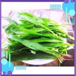 HẠT GIỐNG MÙI TÀU CAO SẢN 10 GRAM
