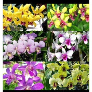 MSĐ Giống Hoa điạ Lan  DDM