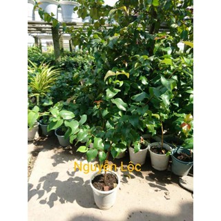 Cây giống cherry khía (surinam sori) + Tặng (0,3kg) phân hữu cơ cao cấp