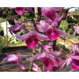 Phi điệp Châu Như gieo hạt cây giống cao 7-12cm