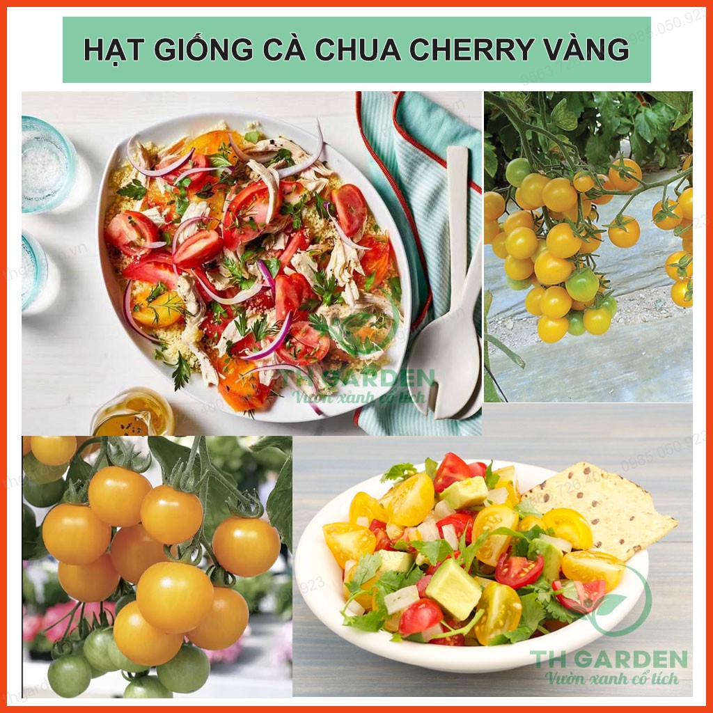 Hạt Giống Cà Chua Cherry Vàng Chuỗi Ngọc F1 (N21) - 50 Hạt - Học Viện Nông Nghiệp Việt Nam