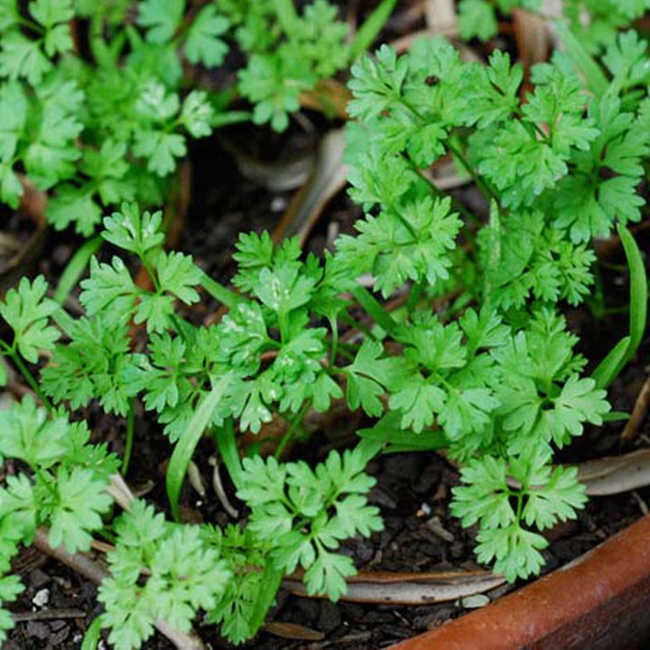 Hạt Giống Ngò Rí Bạc Liêu Đậm Đà Số 1 - SL: 20 GRAM