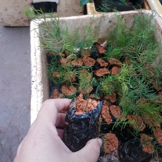 💙Cây giống thiên môn đông quý hiếm - MUA 1 TẶNG 1