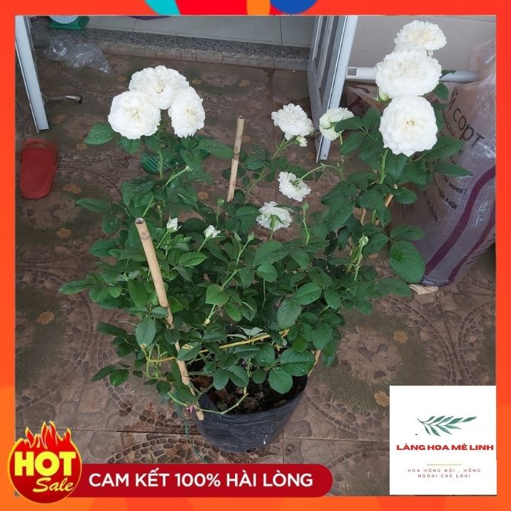 Hoa hồng ngoại Keira Mang vẻ đẹp tựa như một thiên thần đẹp tinh khôi, hoàn mỹ.