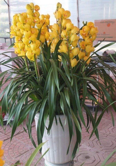 3 Củ địa lan sato hoa tết