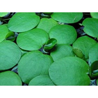 5 CÂY BÈO NHẬT THỦY SINH