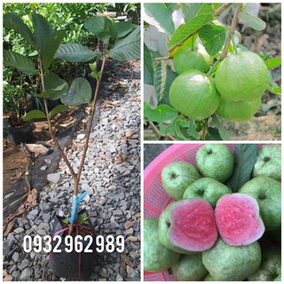 Cây ổi ruby ruột hồng- Cây giống ổi Ruby nuôi