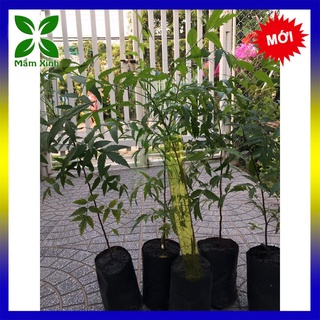 CÂY SẦU ĐÂU LÁ LÀM GỎI CAO TỪ 60CM TRỞ LÊN