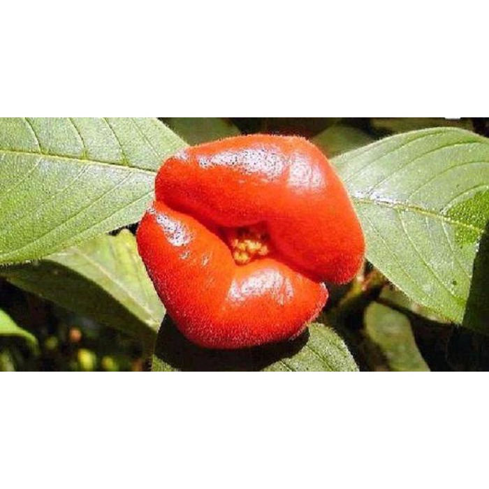 Đôi môi đỏ mọng hoa Psychotria Elata 10 Hạt Giống Hoa Đẹp