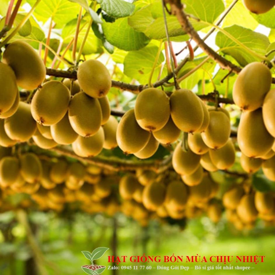 Gói 10 hạt giống KIWI leo giàn siêu trái