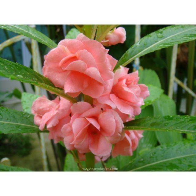 Hạt giống hoa móng tay