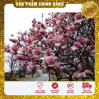 HẠT GIỐNG HOA MỘC LAN LUCKY SEEDS (3 hạt  )